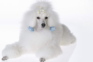 貴賓犬怎么訓(xùn)練大小便