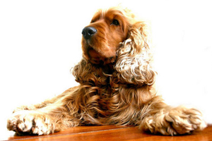 可卡犬吃什么
