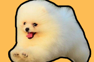 博美幼犬喂養注意事項是什么