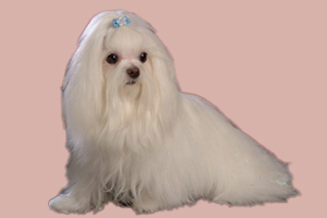 馬爾濟斯犬如何養(yǎng)