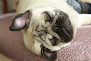 養(yǎng)巴哥犬的注意事項(xiàng)有哪些
