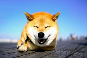 養(yǎng)柴犬需要什么