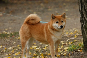 養(yǎng)柴犬的好處有哪些
