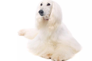阿富汗獵犬如何護(hù)毛