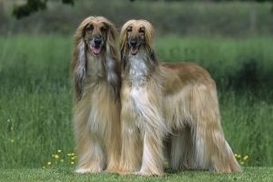 阿富汗獵犬如何喂養(yǎng)