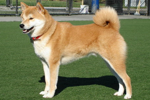 秋田犬怎么看品相