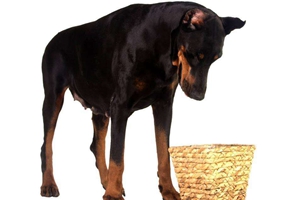 杜賓犬的缺點是什么