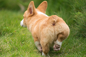 柯基犬怎么選