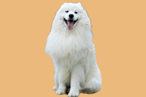 薩摩犬怎么養