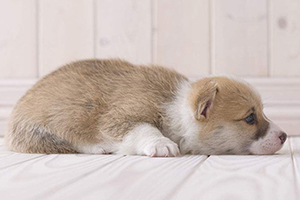 小柯基犬怎么養