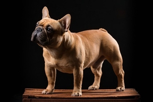 法國(guó)斗牛犬怎么洗澡
