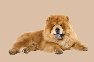 松獅犬怎么養