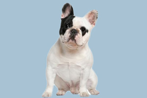 斗牛犬吃什么好