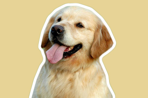 金毛幼犬怎么喂狗糧
