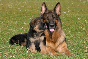 純種德國牧羊犬幼犬如何喂養
