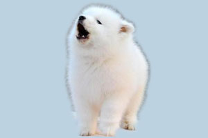 薩摩耶幼犬吃什么好