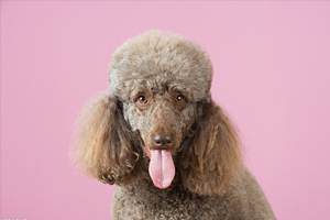 貴賓犬吃什么食物好