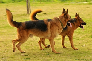 黑背犬怎么養(yǎng)