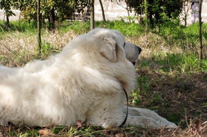 大白熊幼犬喂養要注意什么
