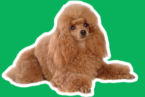 貴賓犬怎么養才不臭