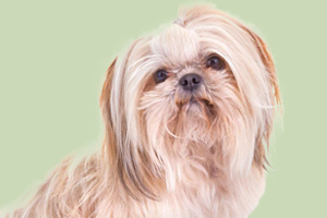 西施犬吃什么開胃