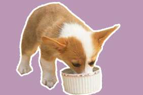 狗狗喂食時間是什么