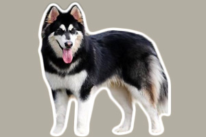 阿拉斯加犬怎么養