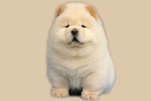 一個月幼犬喂養方法