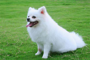 博美犬怎么養