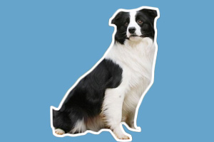 邊境牧羊犬怎么養