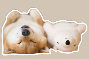 小柴犬怎么養