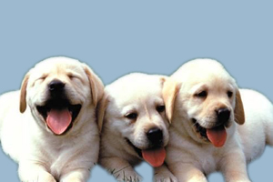拉布拉多幼犬怎么喂養