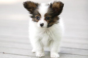 蝴蝶犬幼犬怎么喂養