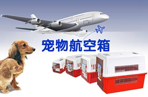 坐飛機寵物托運手續介紹