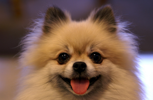博美犬吃什么對毛好