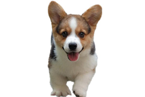 柯基幼犬喂養(yǎng)方法