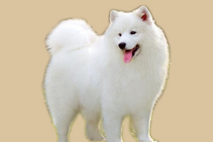 薩摩耶犬的飼養方法