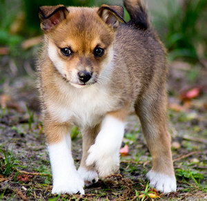 挪威倫德獵犬牙齒怎么護(hù)理 挪威倫德獵犬口腔清潔流程