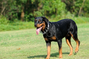 羅威納犬吃什么 羅威納犬飼養(yǎng)要點