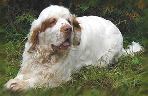 西班牙小獵犬牙齒怎么護(hù)理 西班牙小獵犬牙齒護(hù)理方法