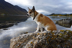 挪威倫德獵犬怎么養(yǎng) 挪威倫德獵犬飼養(yǎng)心得