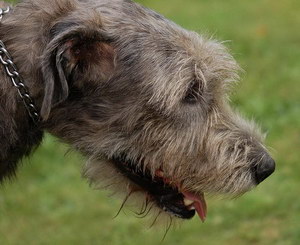 愛爾蘭獵狼犬牙齒怎么護理 愛爾蘭獵狼犬口腔清潔流程