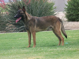馬里努阿犬牙齒怎么清潔 馬里努阿犬口腔護理流程