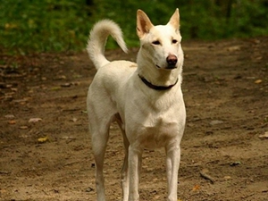 卡南犬怎么洗澡 卡南犬毛發易清洗
