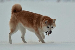 挪威布哈德犬怎么喂養 挪威布哈德犬喂養技巧