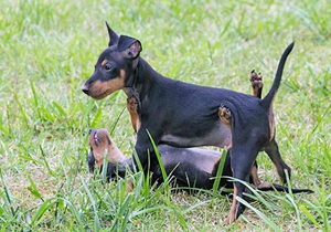 玩具曼徹斯特犬好養(yǎng)嗎 玩具曼徹斯特犬飼養(yǎng)介紹