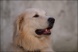 怎么幫庫瓦茲犬修毛 庫瓦茲犬修毛教程