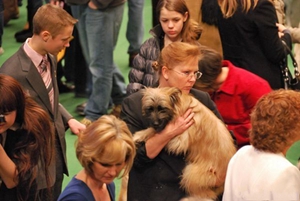 比利牛斯牧羊犬幼犬怎么養(yǎng) 幼犬飼養(yǎng)注意事項