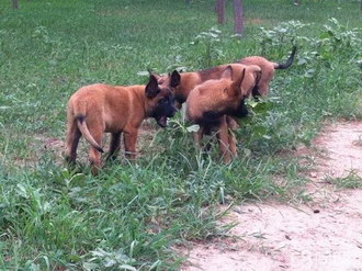 馬里努阿犬耳朵怎么清潔 馬里努阿犬耳朵護理方法