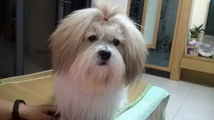 拉薩犬牙齒怎么清潔 拉薩犬口腔護(hù)理方法